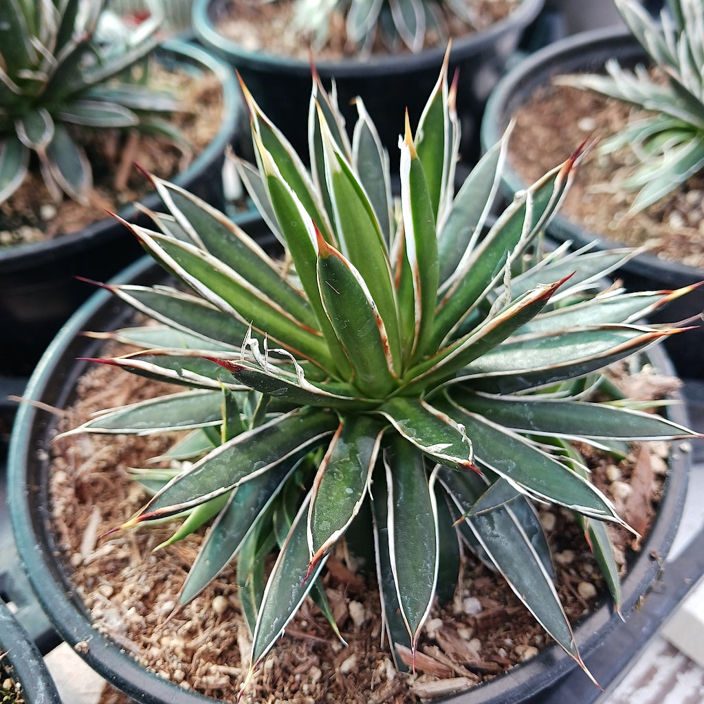 Agave filifera ssp schidegera