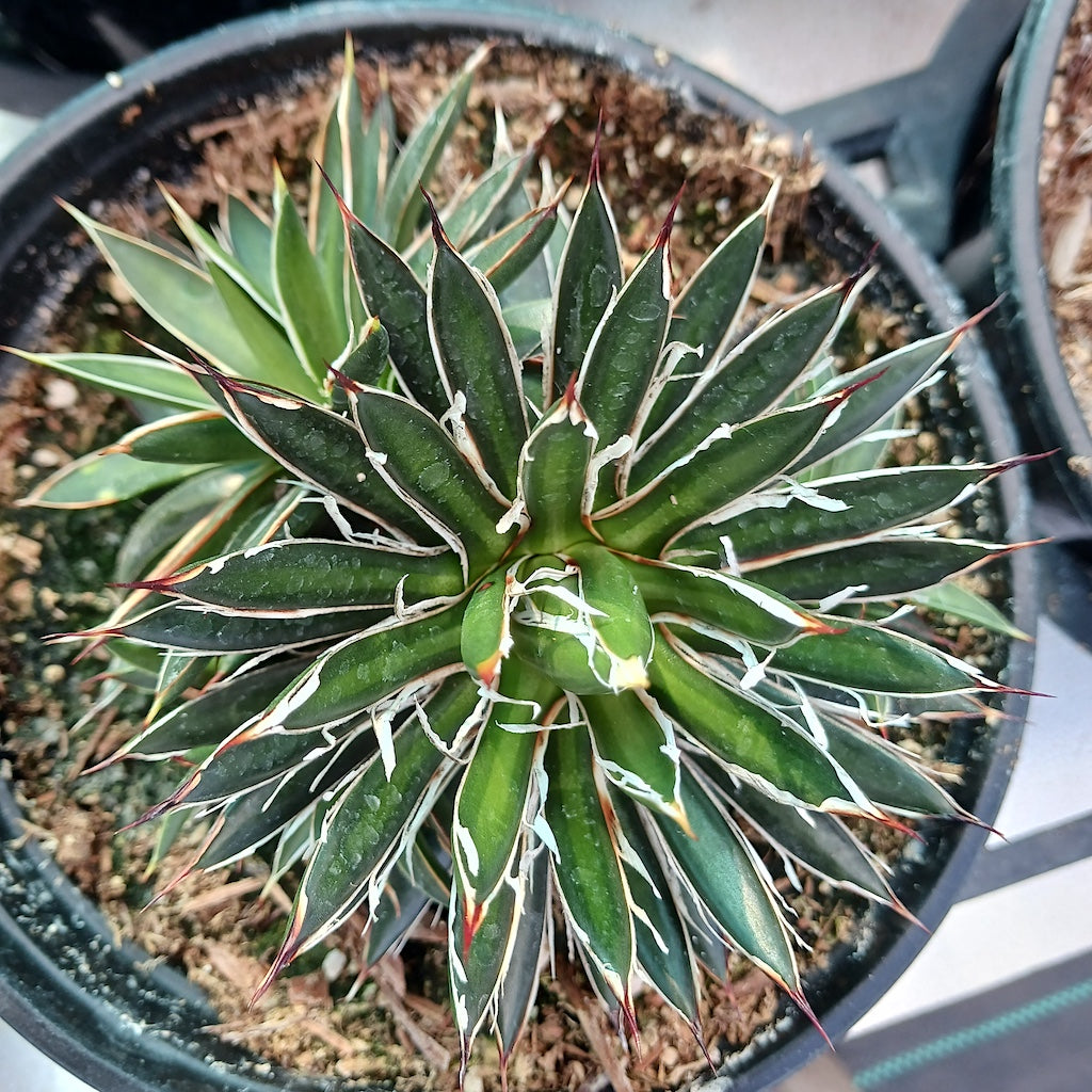 Agave filifera ssp schidegera