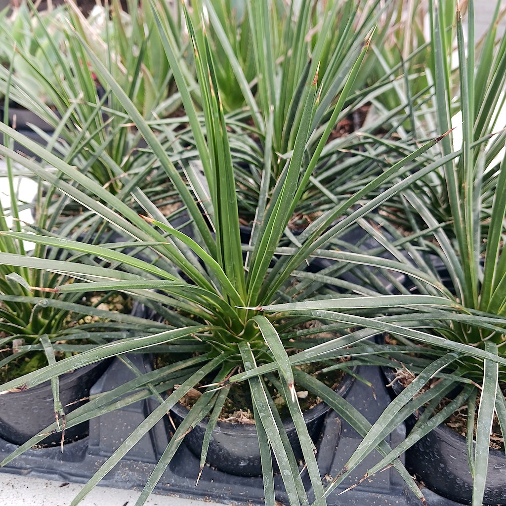 Agave geminiflora