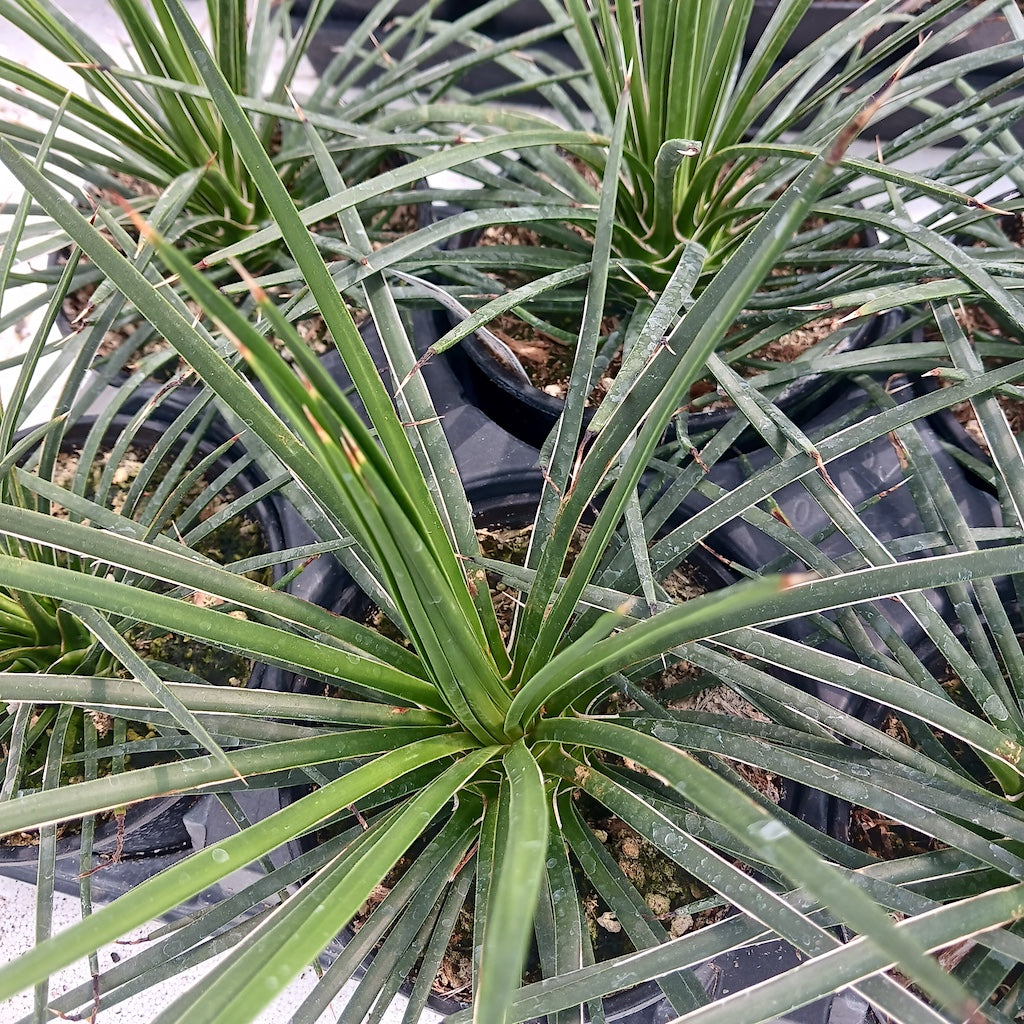 Agave geminiflora