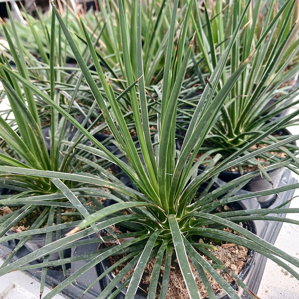 Agave geminiflora