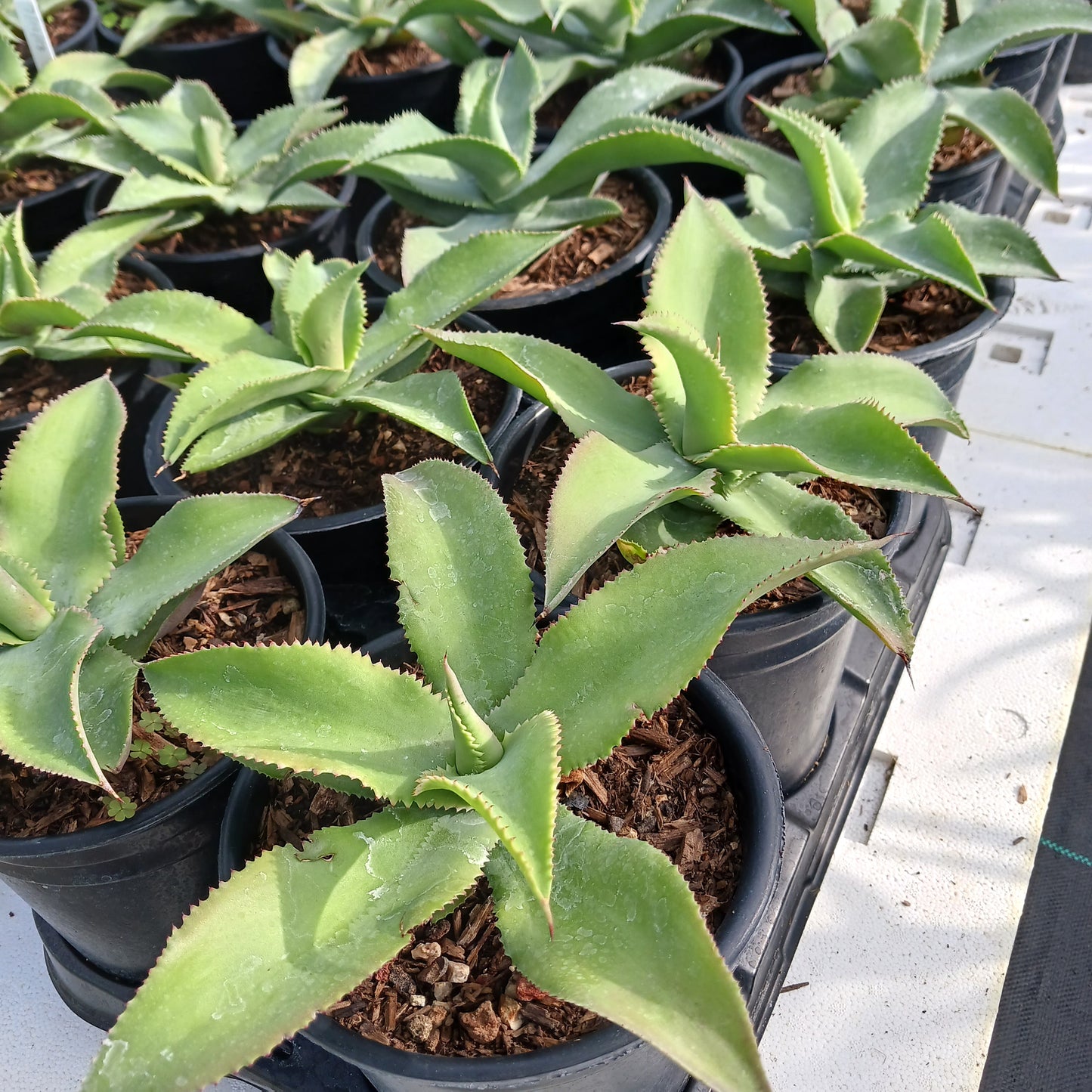 Agave gypsophila "Curly" - 1ga