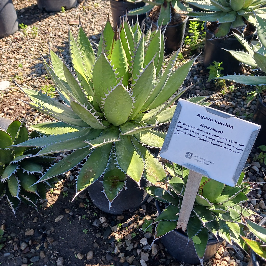 Agave horrida