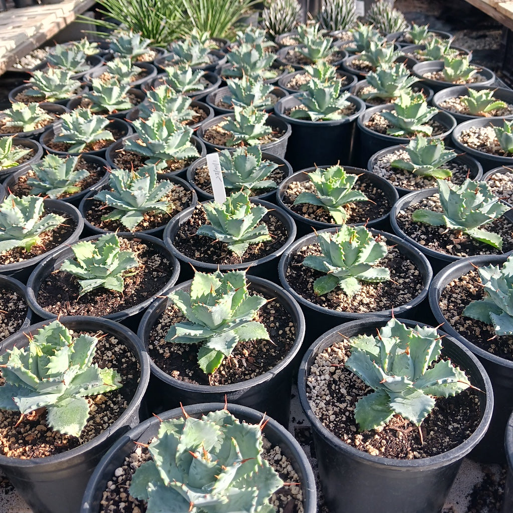 Agave Isthmensis
