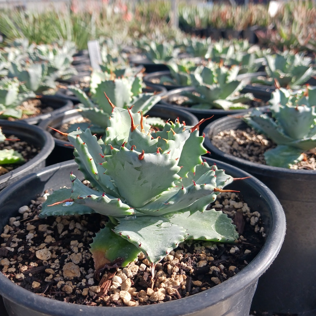 Agave Isthmensis