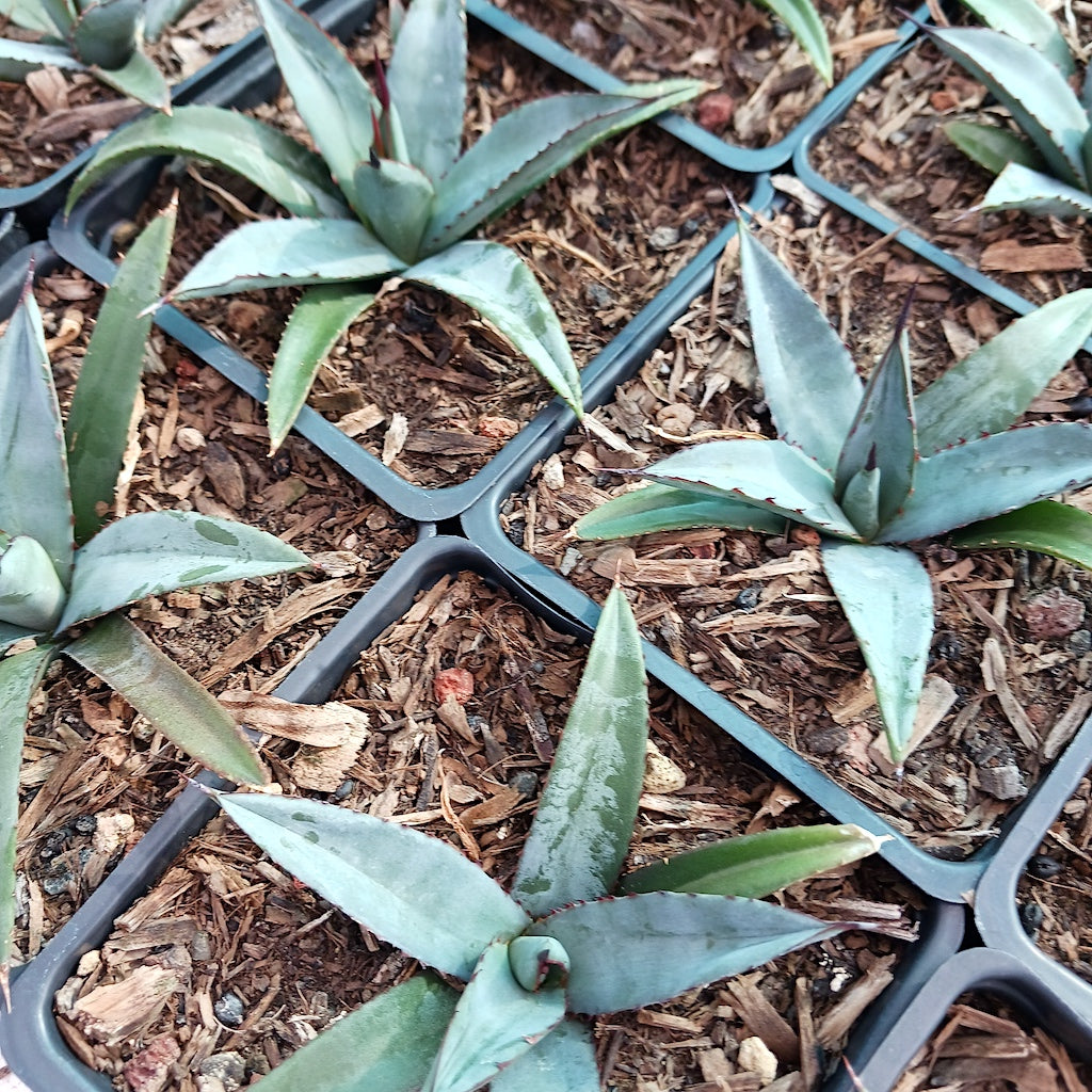 several Agave "Little Shark"