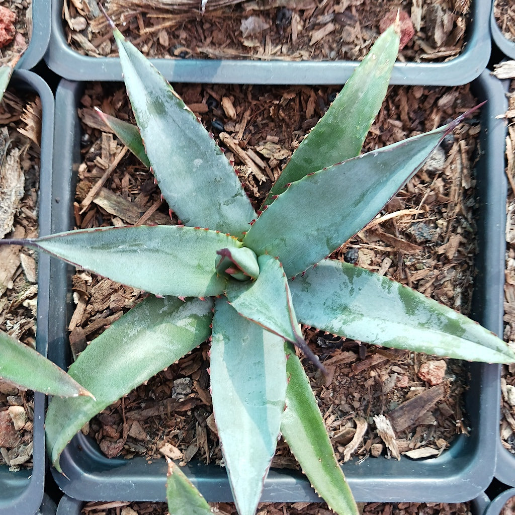 Agave "Little Shark"
