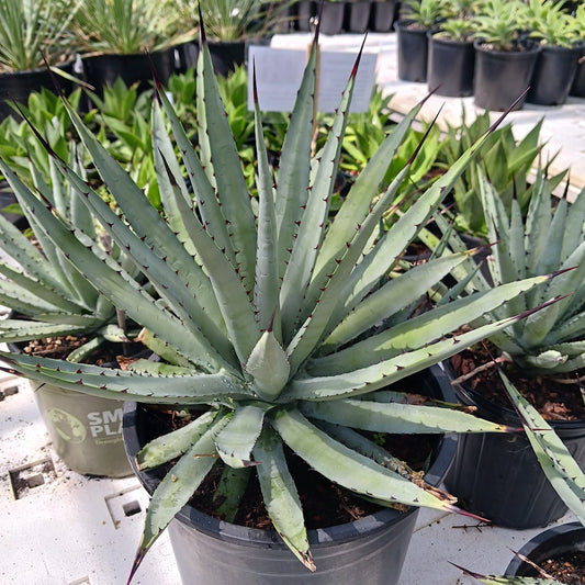 Agave macroacantha
