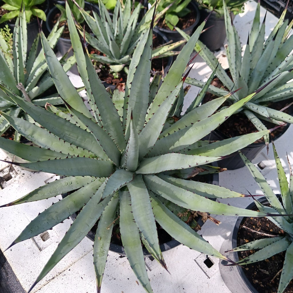 Agave macroacantha