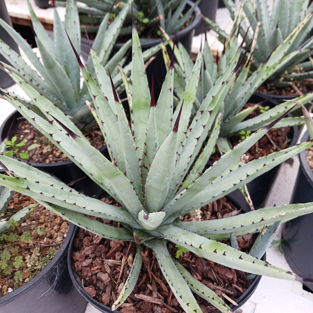 Agave macroacantha - 2g