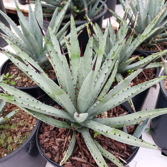 Agave macroacantha - 2g