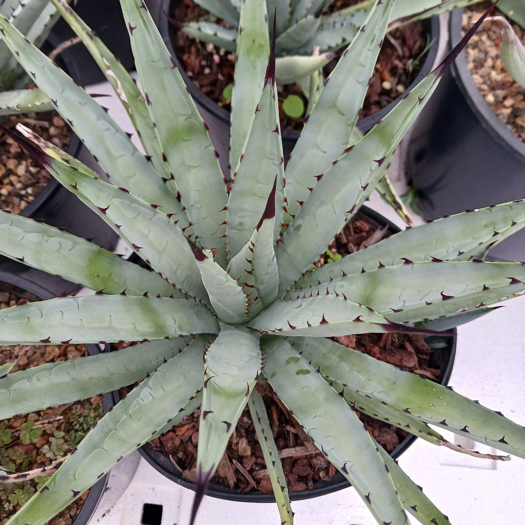 Agave macroacantha - 2g