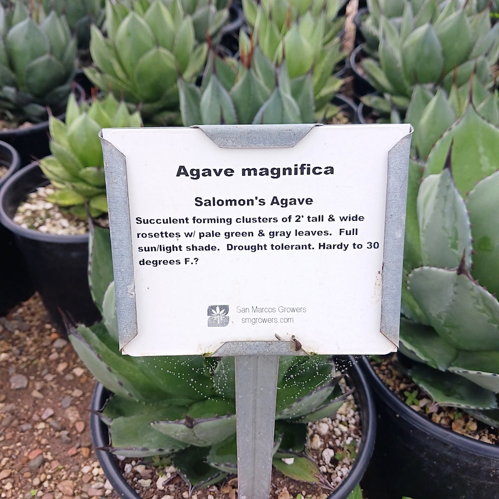 Agave magnifica