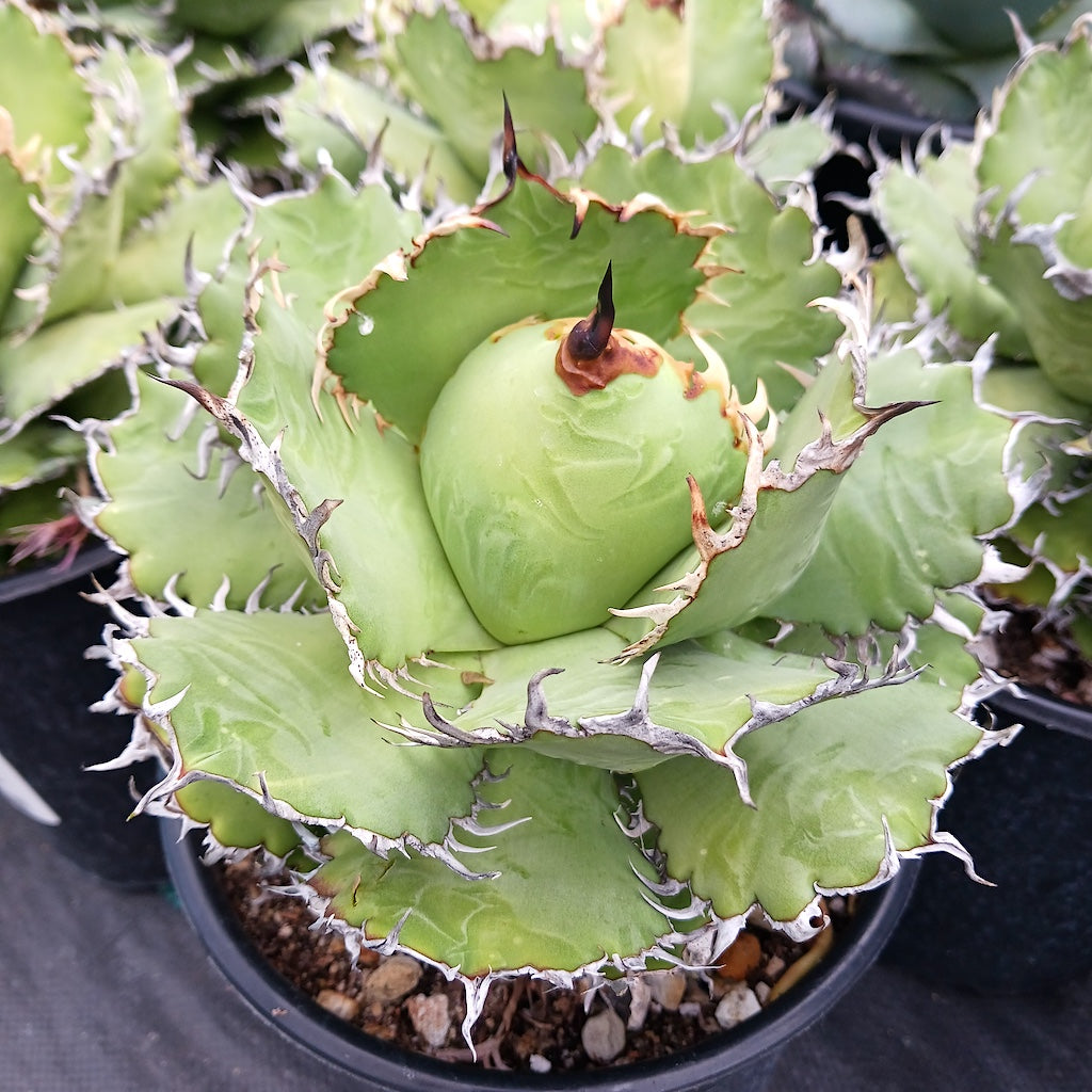Agave oteroi 