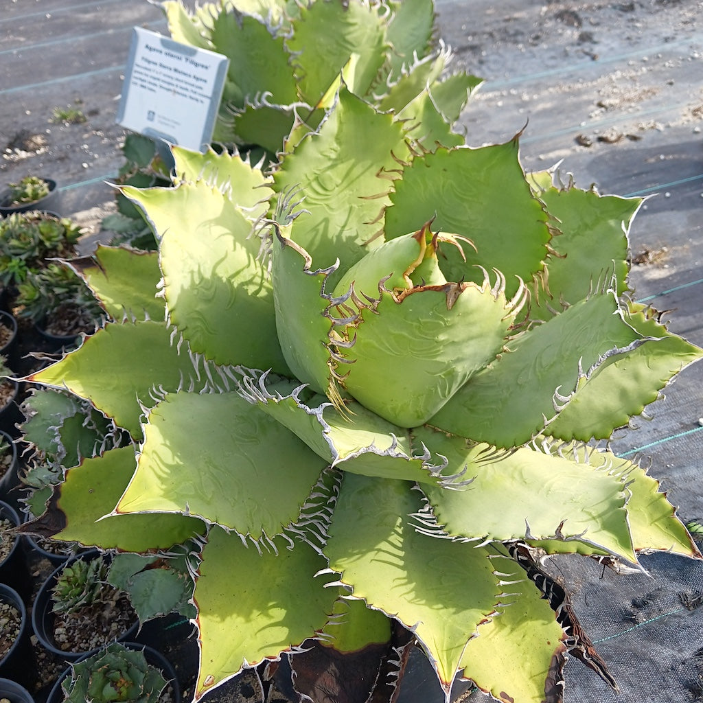 Large Agave oteroi "Filigree" as seen at San Marcos Growers in Santa Barbara