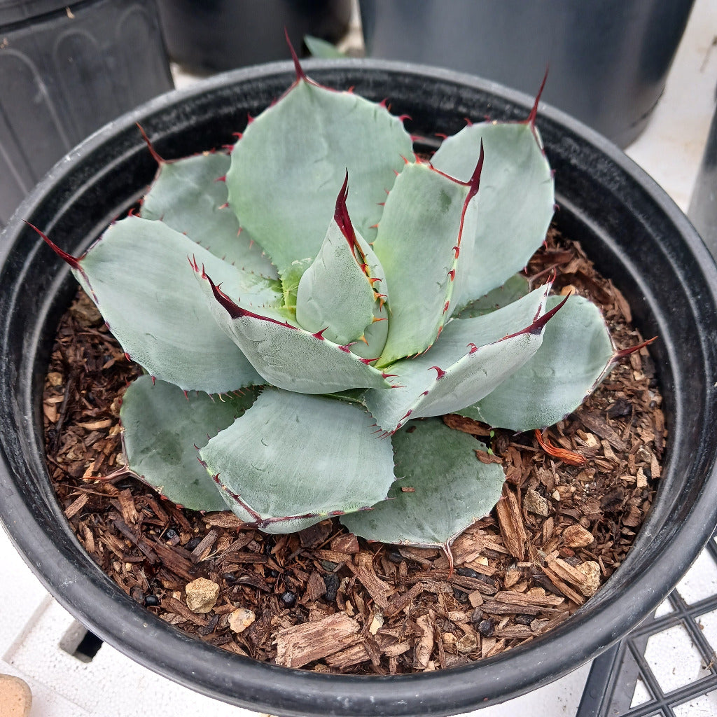 Agave parryi - 2ga – dryoasisplants