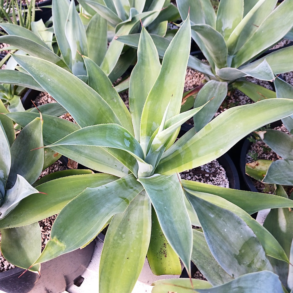agave pedunculifera