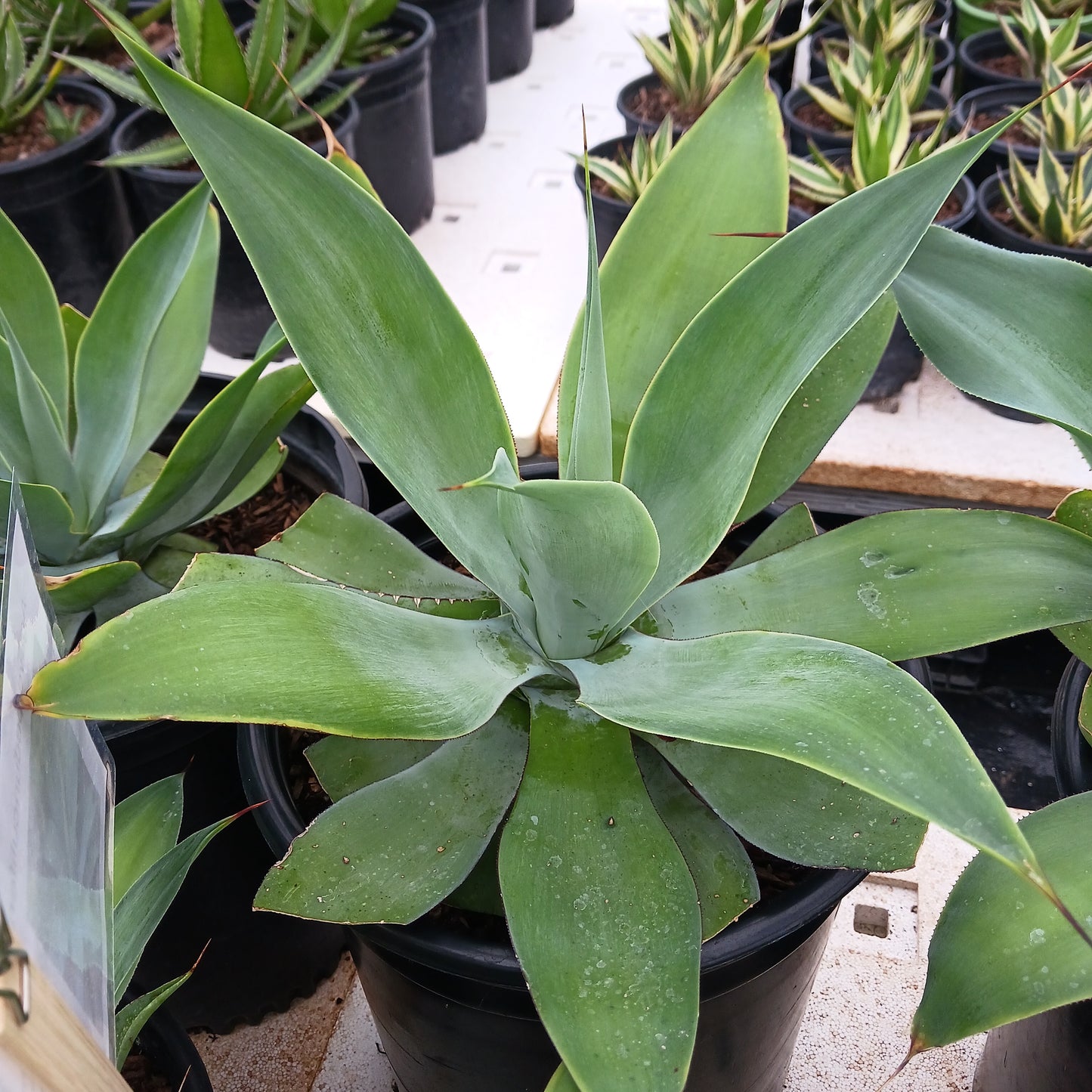 Agave pedunculifera - 5ga