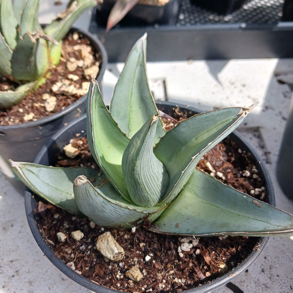 Agave pumila