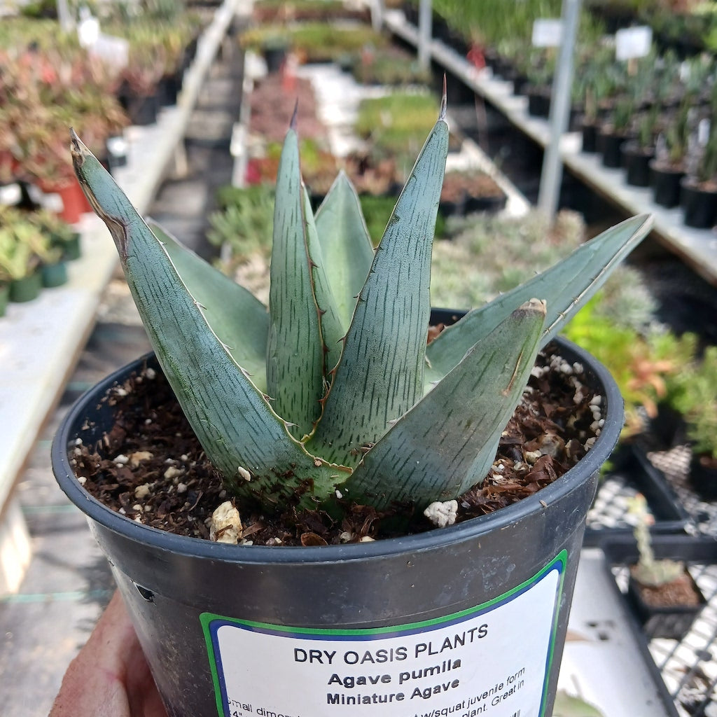 Agave pumila
