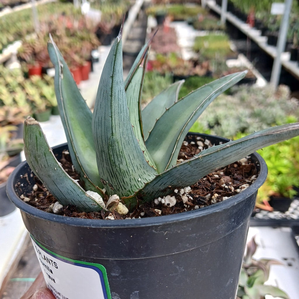 Agave pumila