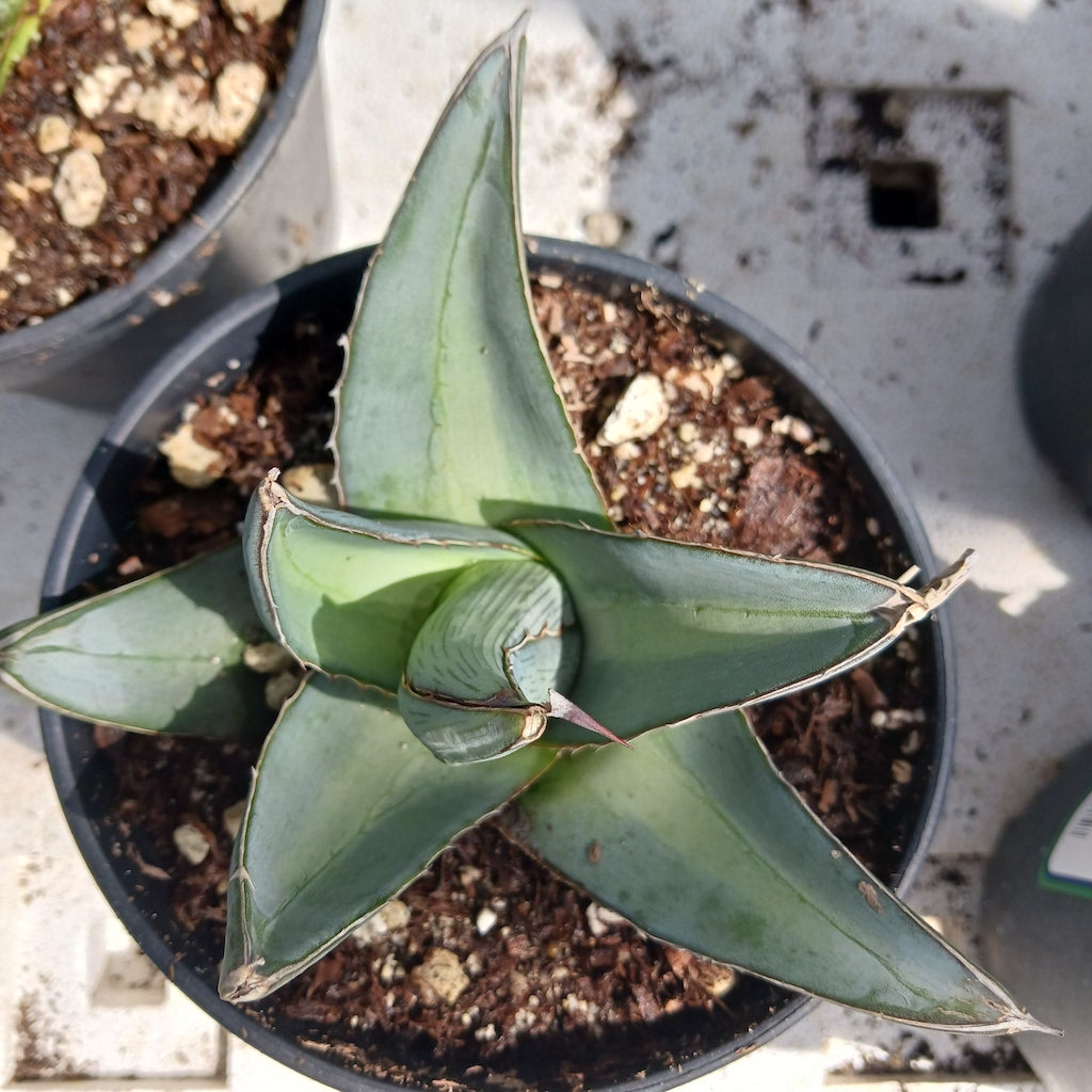 Agave pumila