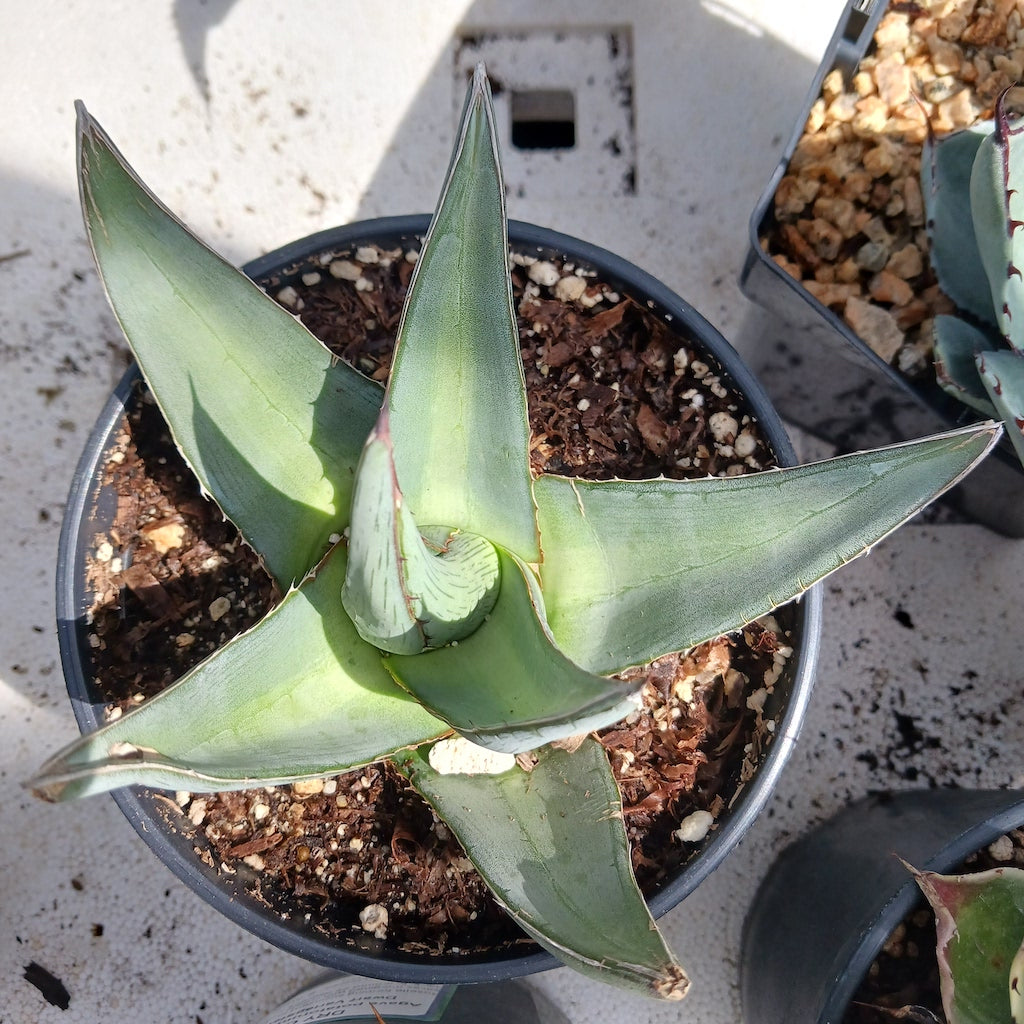 Agave pumila