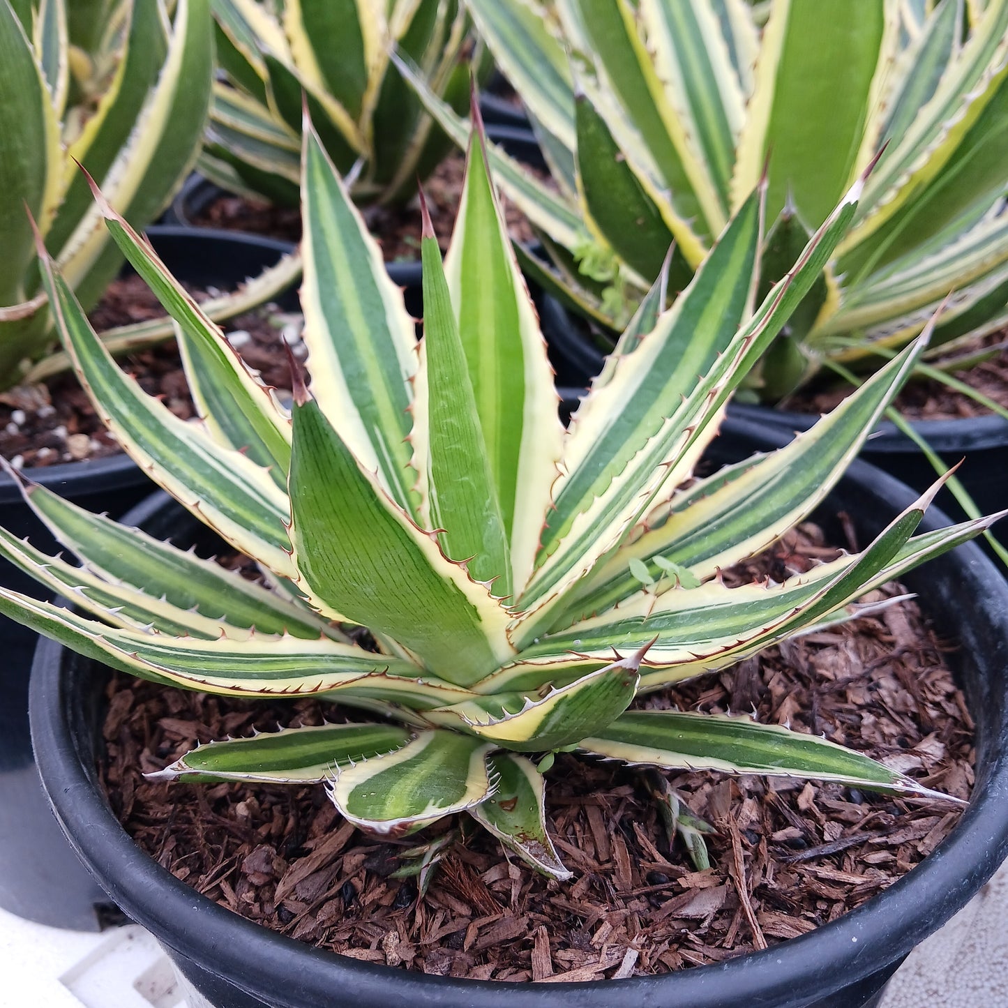 Agave lophantha "Quadricolor" - 2ga
