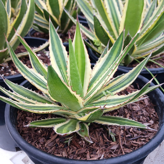 Agave lophantha "Quadricolor" - 2ga
