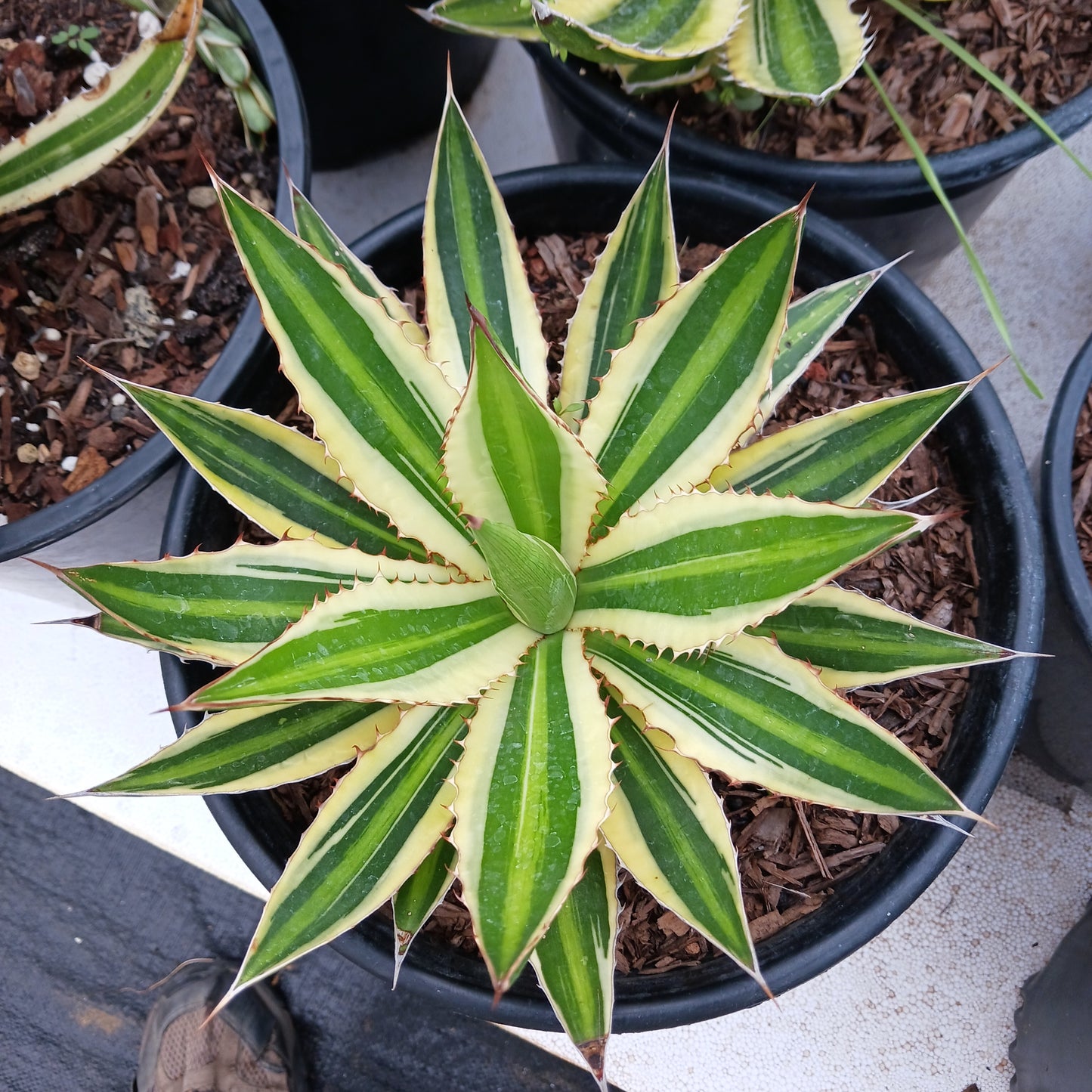 Agave lophantha "Quadricolor" - 2ga