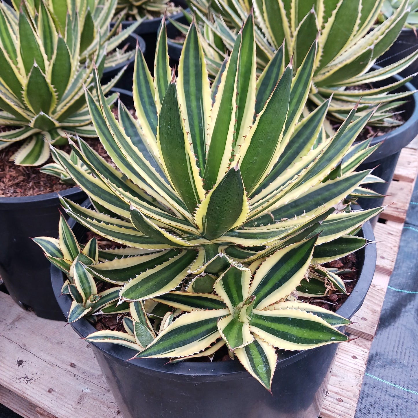 Agave lophantha "Quadricolor" - 7ga