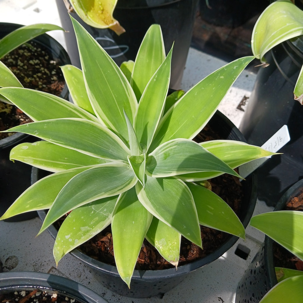 Agave attenuata "Ray of Light"