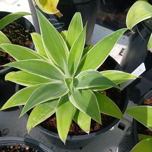 Agave attenuata "Ray of Light"