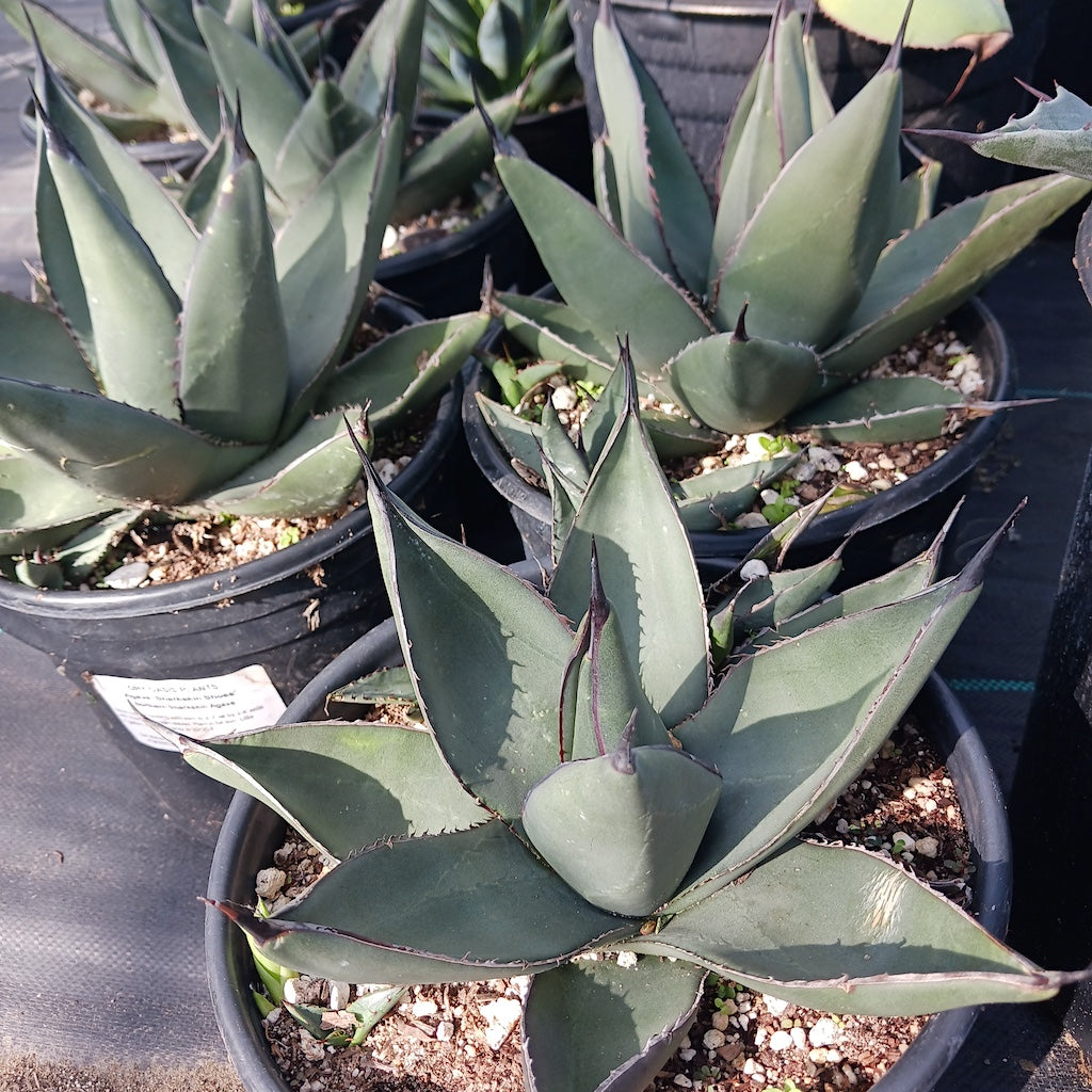 Agave "Sharkskin Shoes"