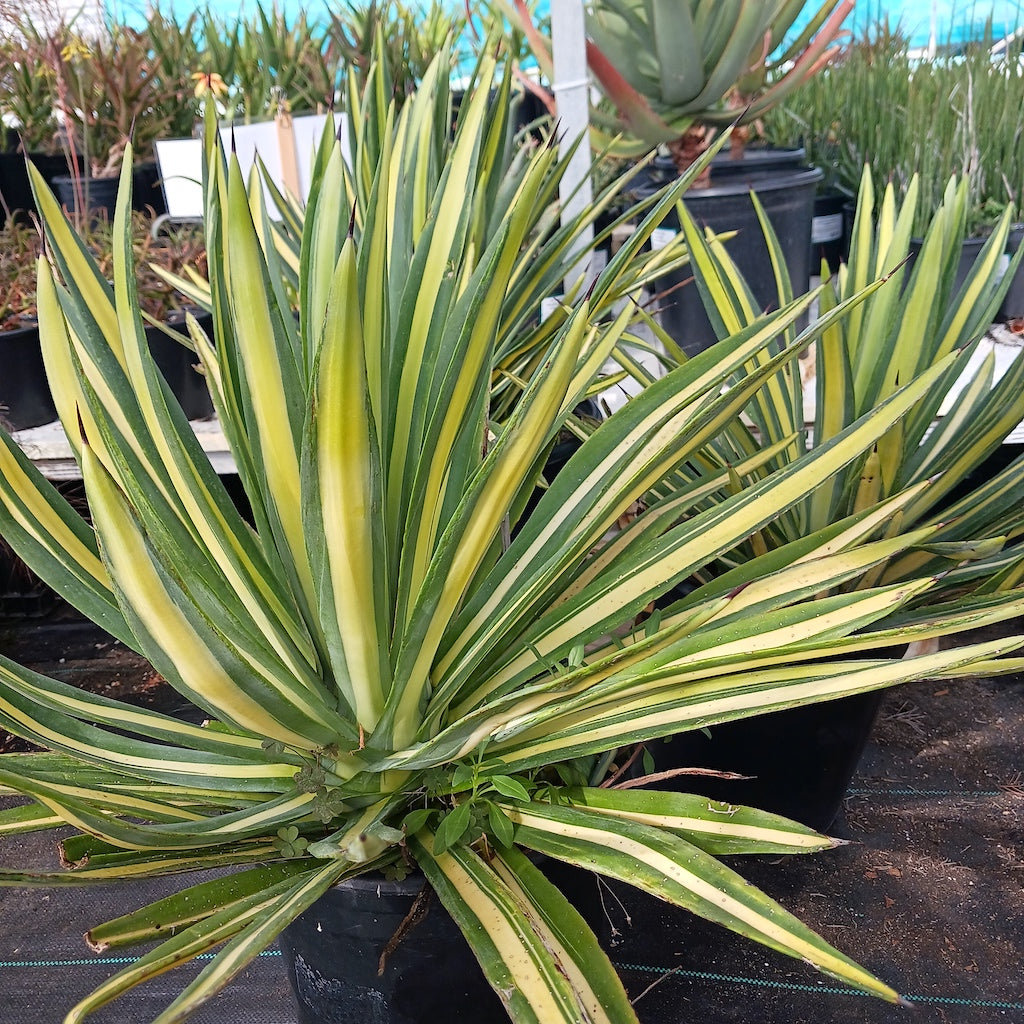 Agave sisalana mediopicta
