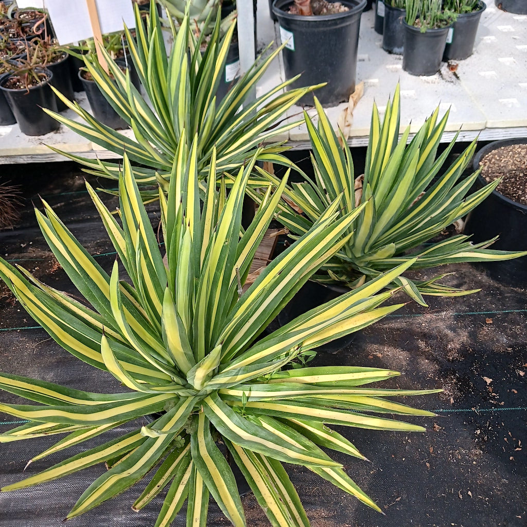 Agave sisalana mediopicta