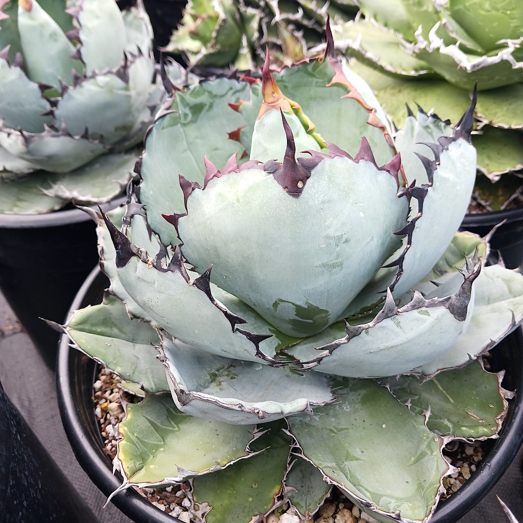 Agave titanota ‘Creep’ Agave titanota 'Black and Blue' – Happy Valley Plants