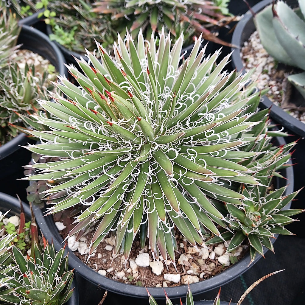 agave toumeyana bella Agave toumeyana var Bella