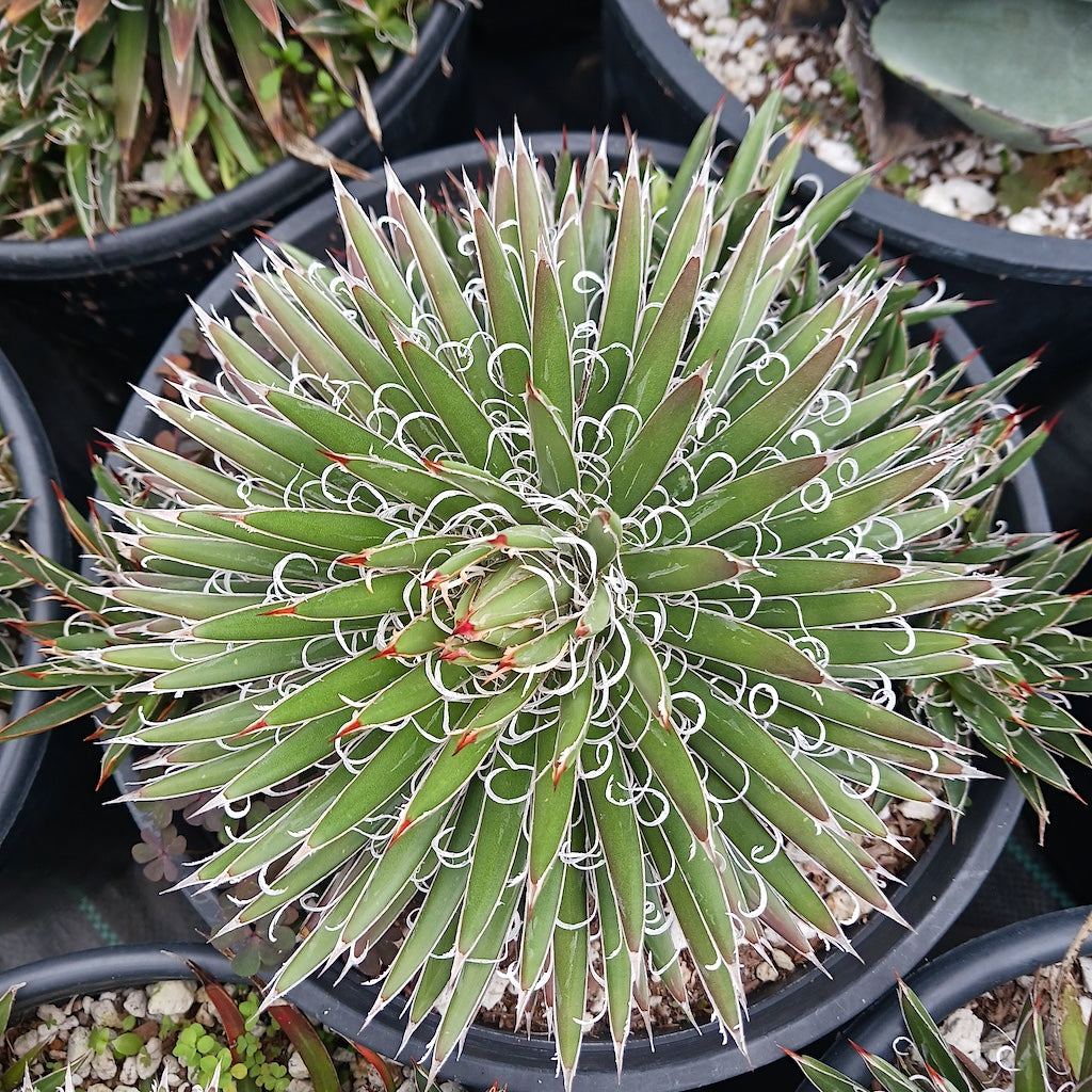 Agave toumeyana var Bella