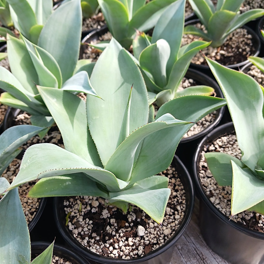 Agave 