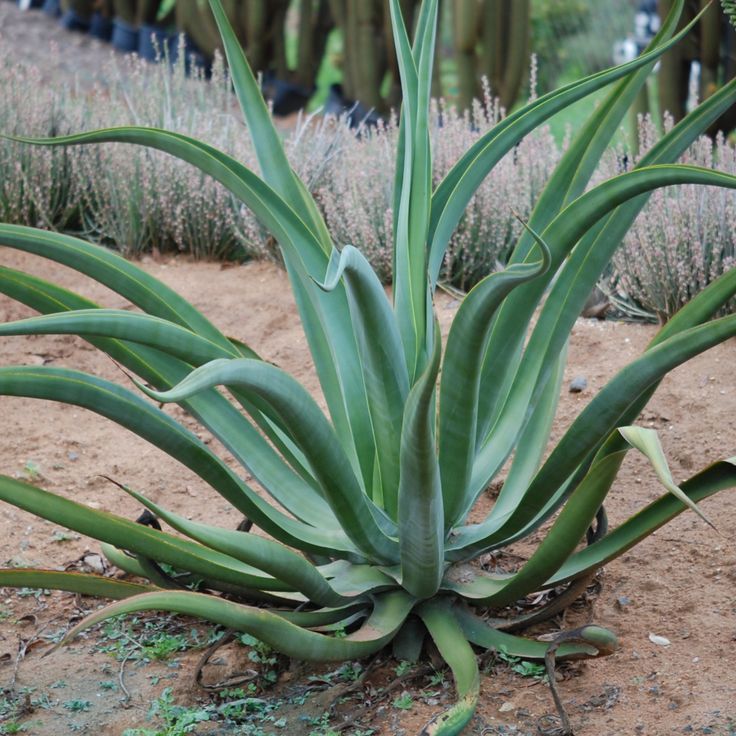 mature Agave vilmoriniana in ground