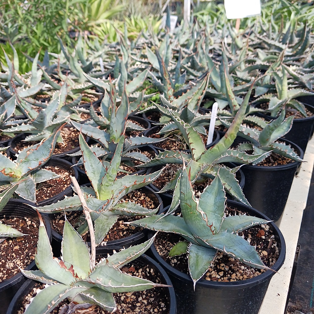lots of agave xylonacantha 1ga