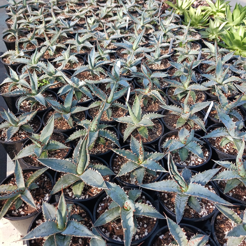 agave xylonacantha 1ga