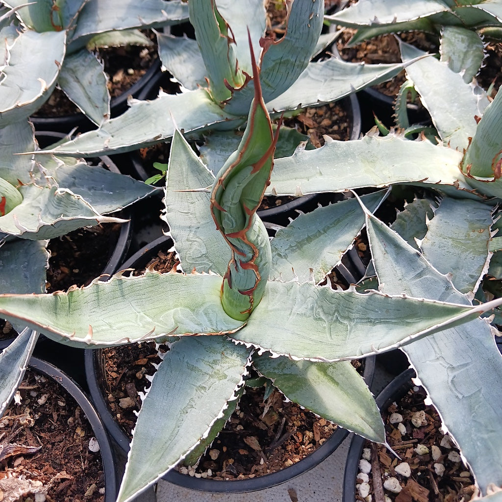 Agave xylonacantha