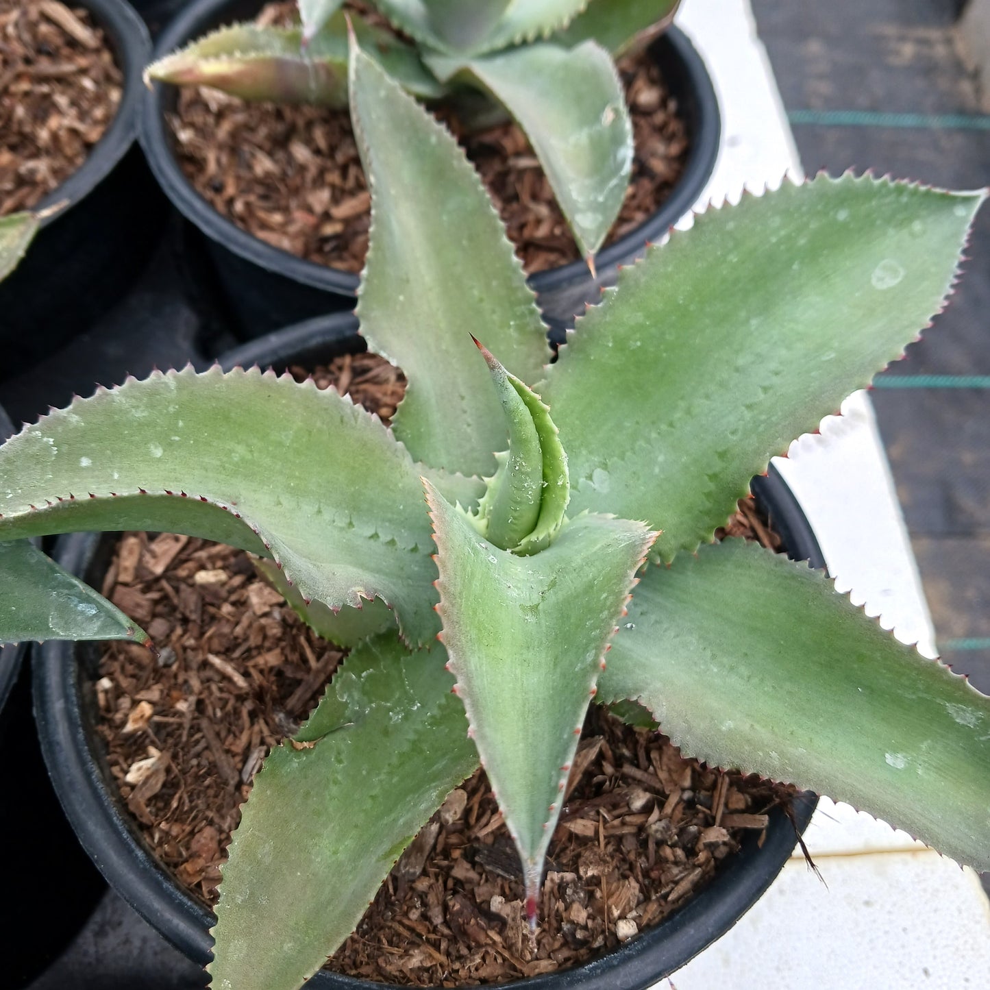 Agave gypsophila "Curly" - 1ga