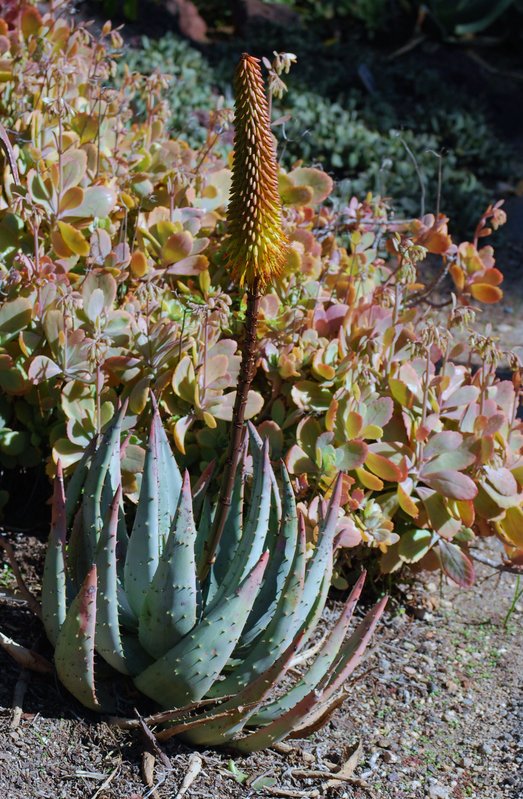 Aloe aculeata