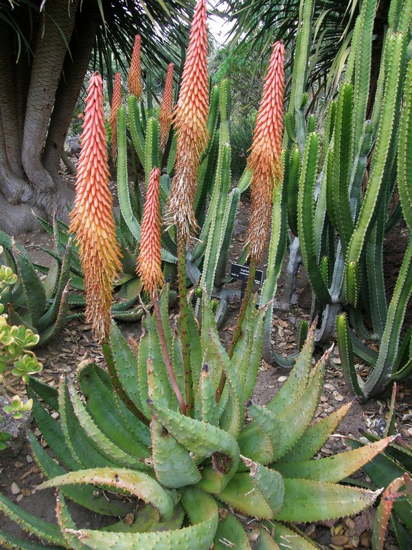 Aloe aculeata