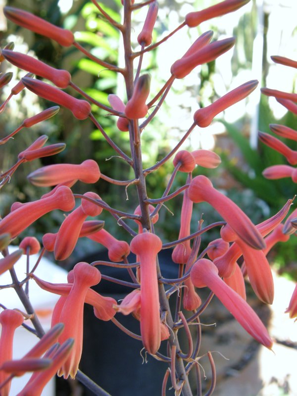 Aloe affinis - 4in