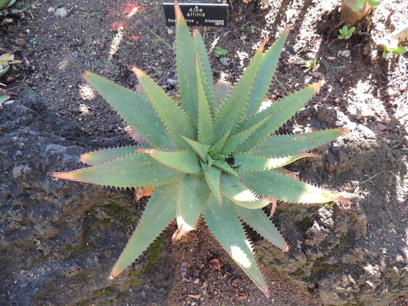 Aloe affinis - 4in