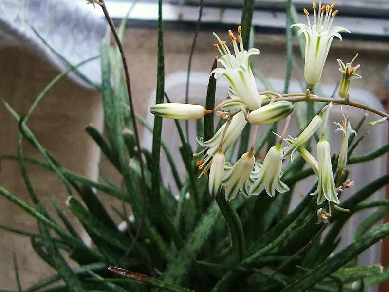 aloe albiflora in bloom